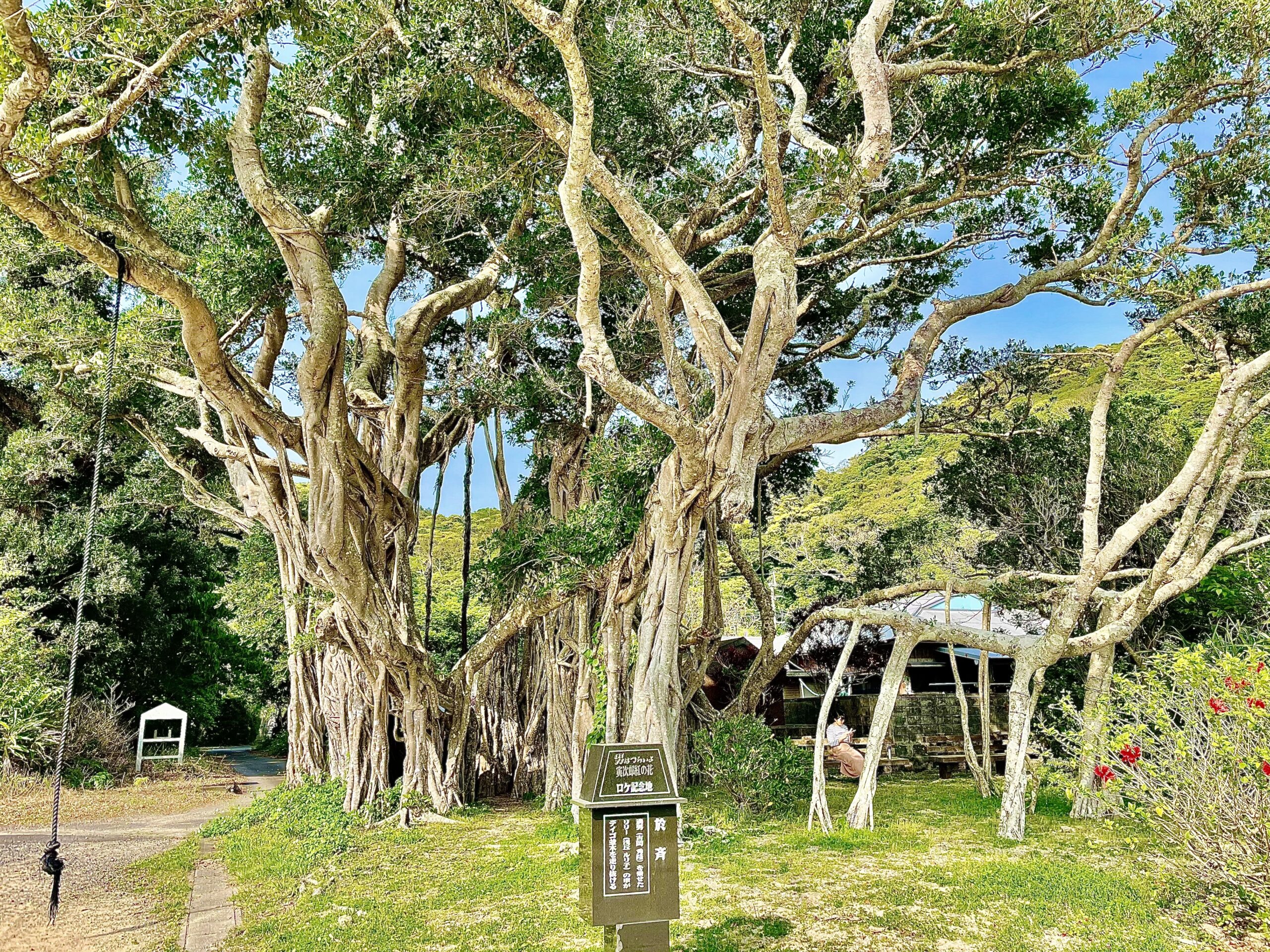 樹齢700年！生物のような植物！？於斉のガジュマル | けしき